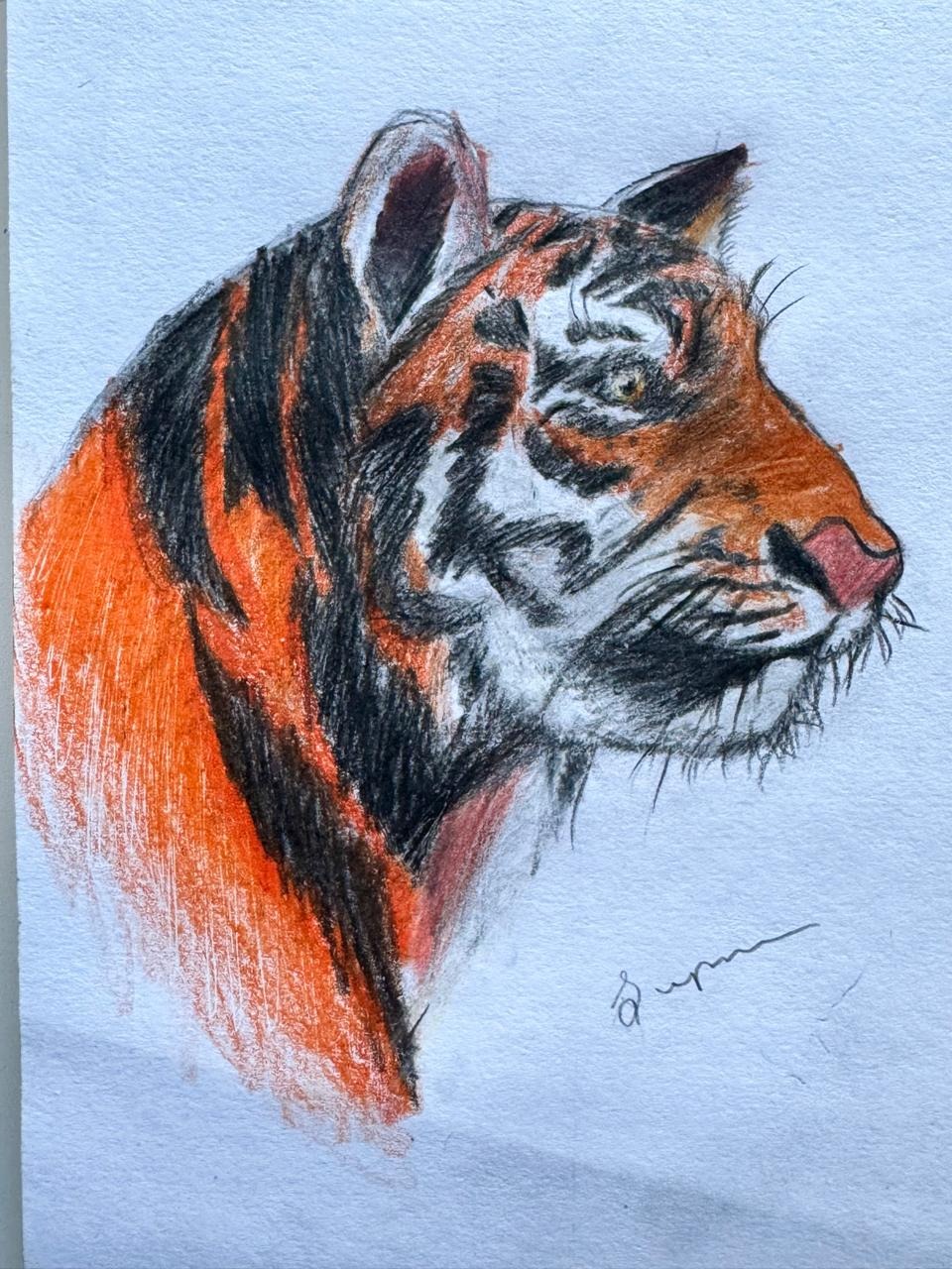 Tiger Face - Colour Pencil Art