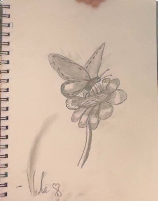 butterfly sketch