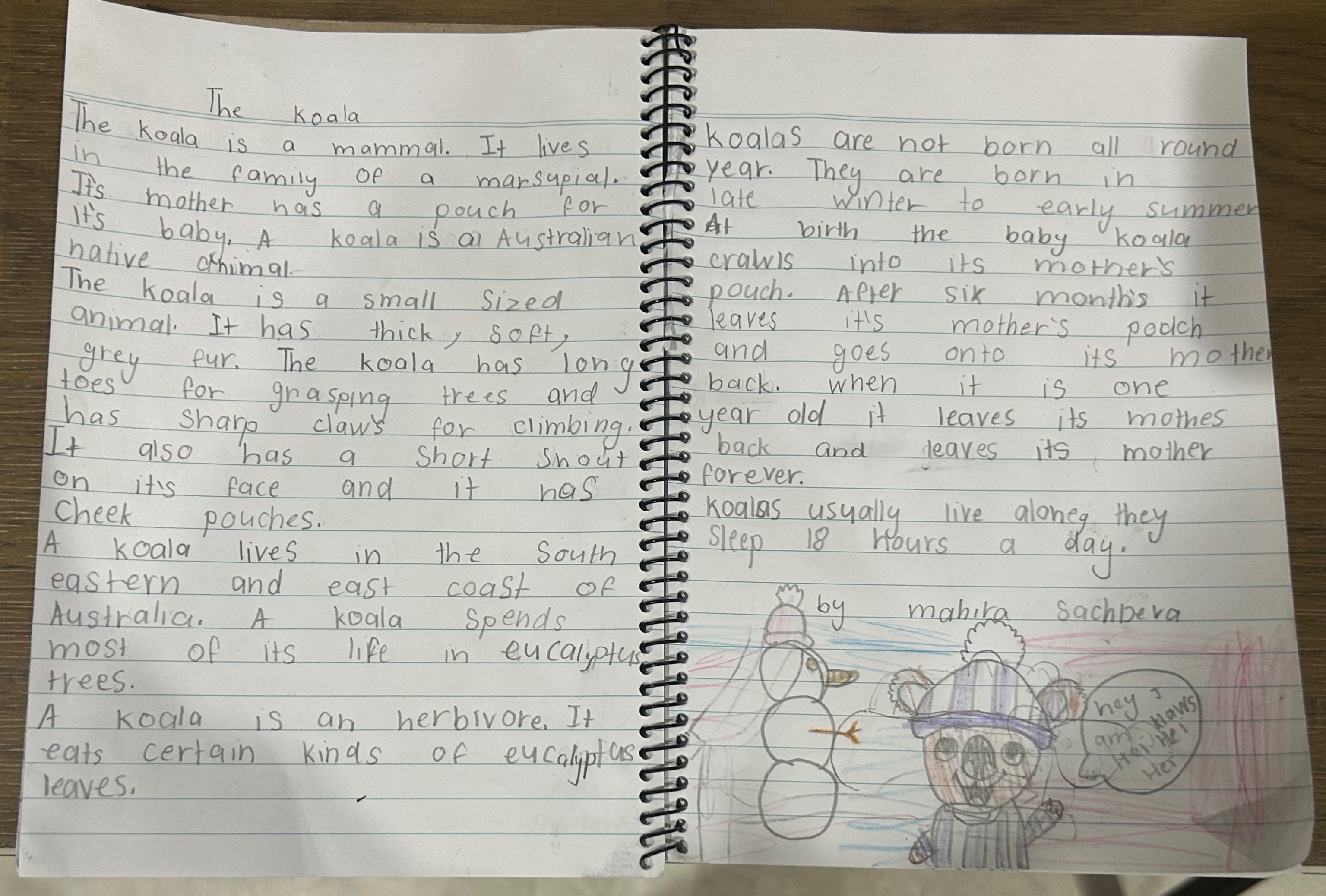 Informative writing about the Koala 🐨 