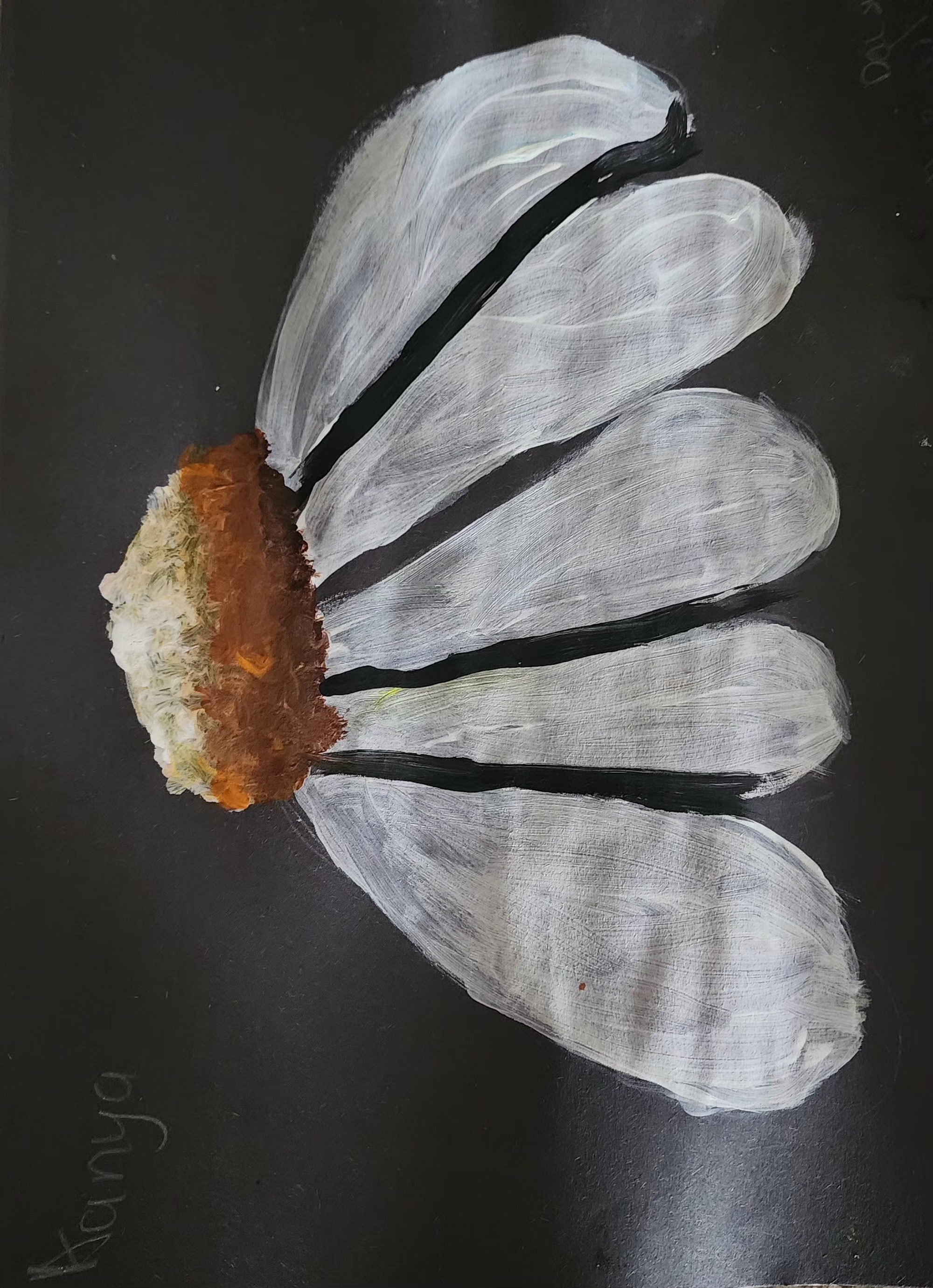 The White Daisy