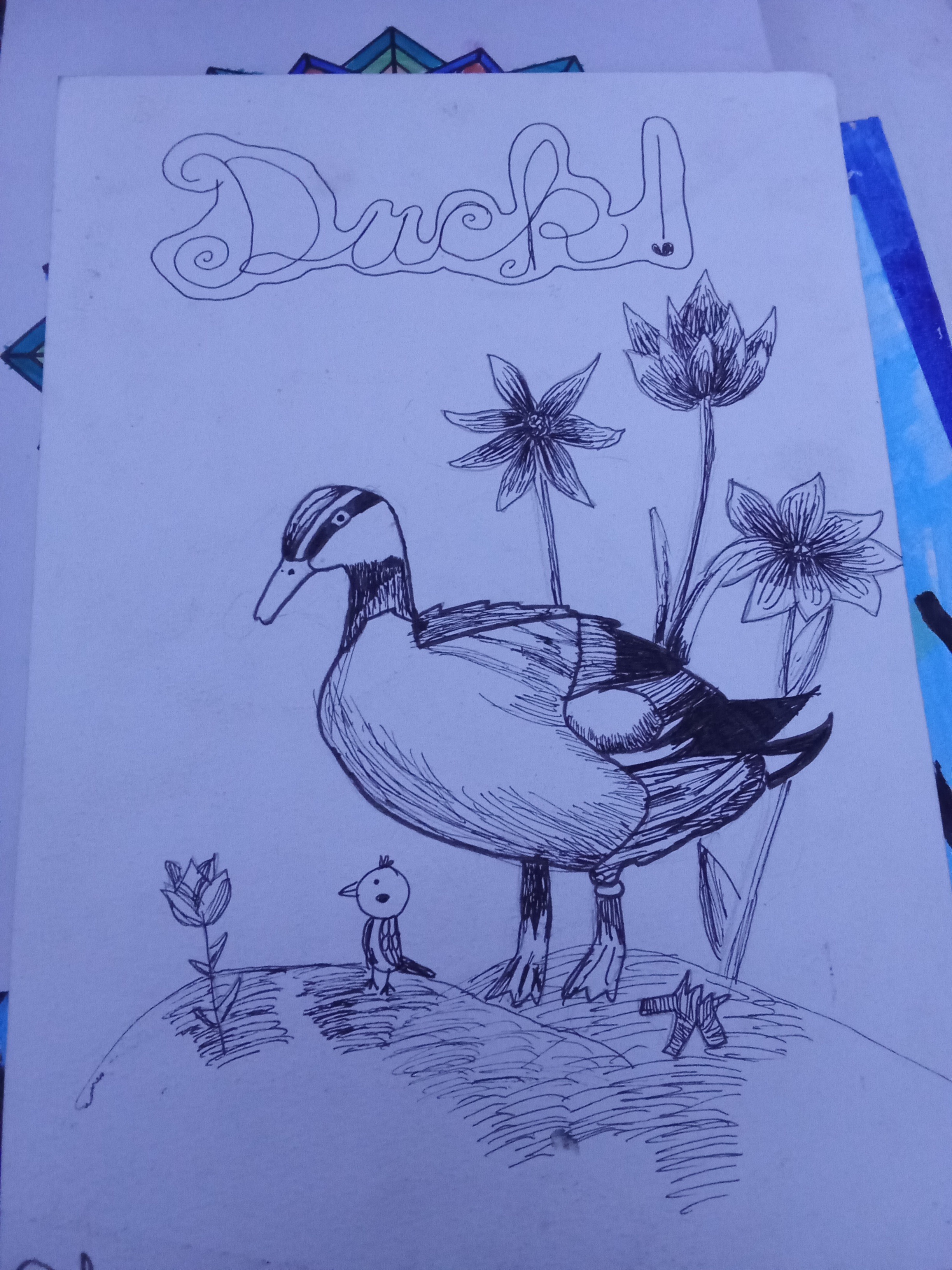 Duck