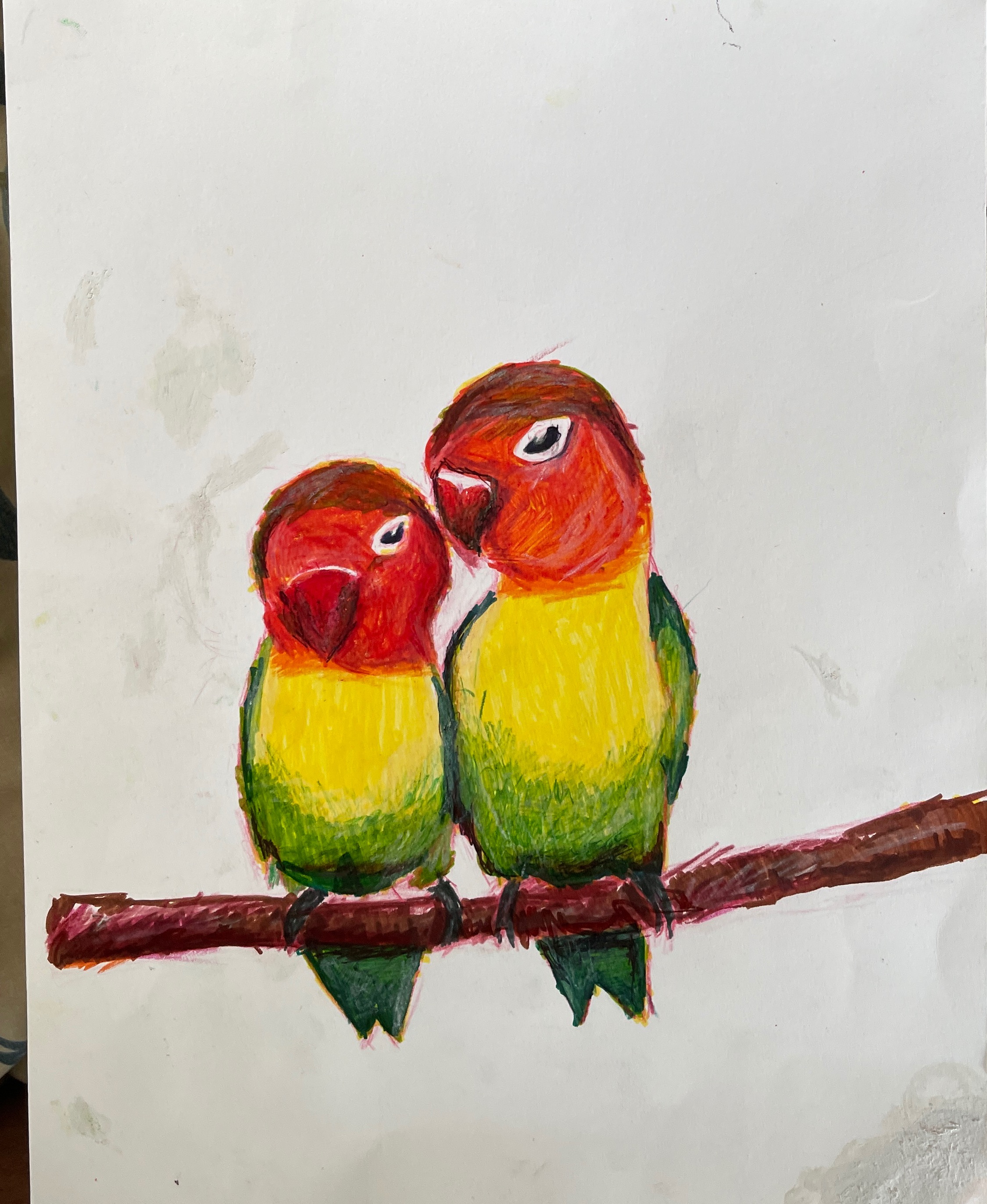 2 parrots 