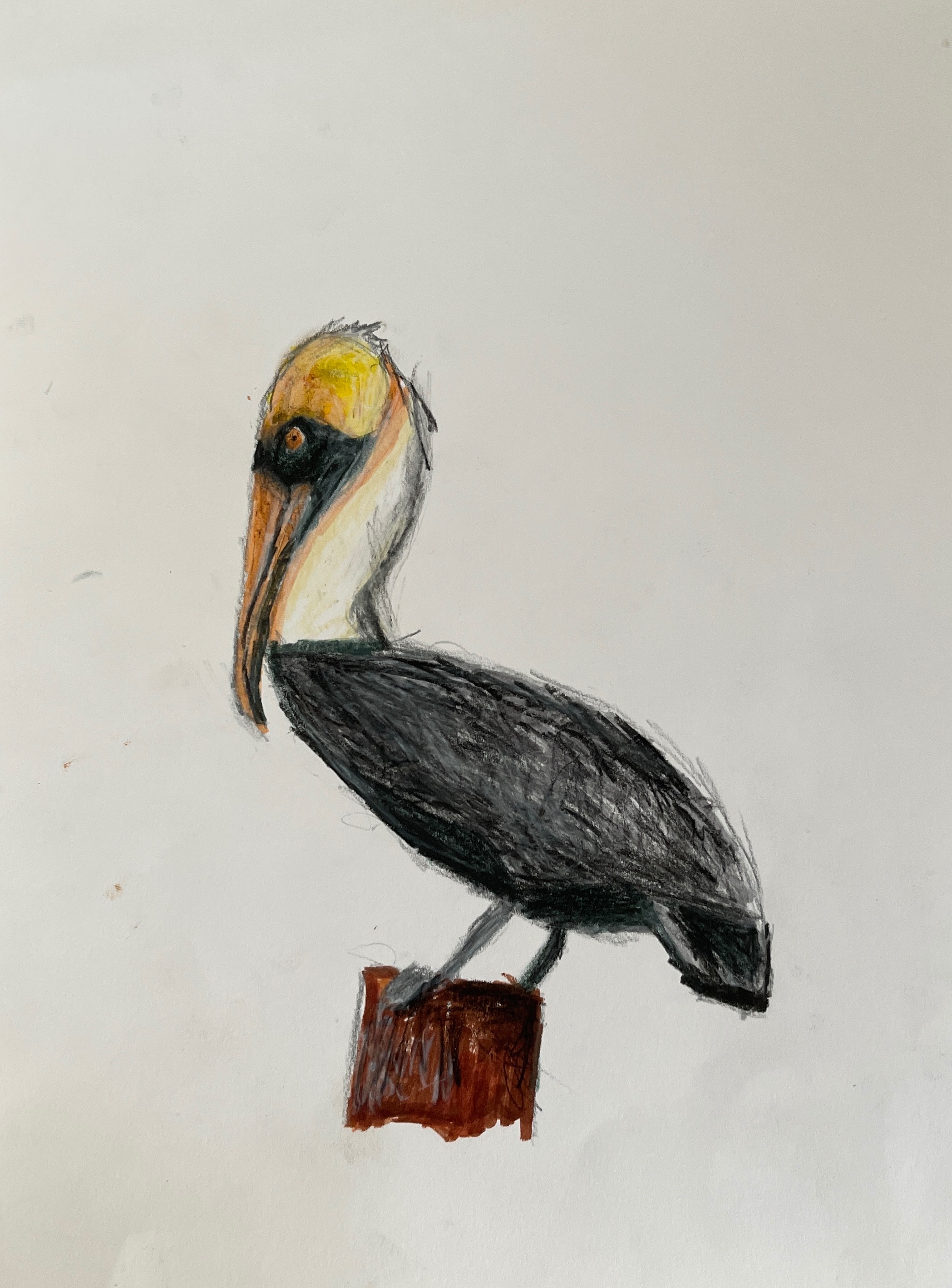 Brown Pelican