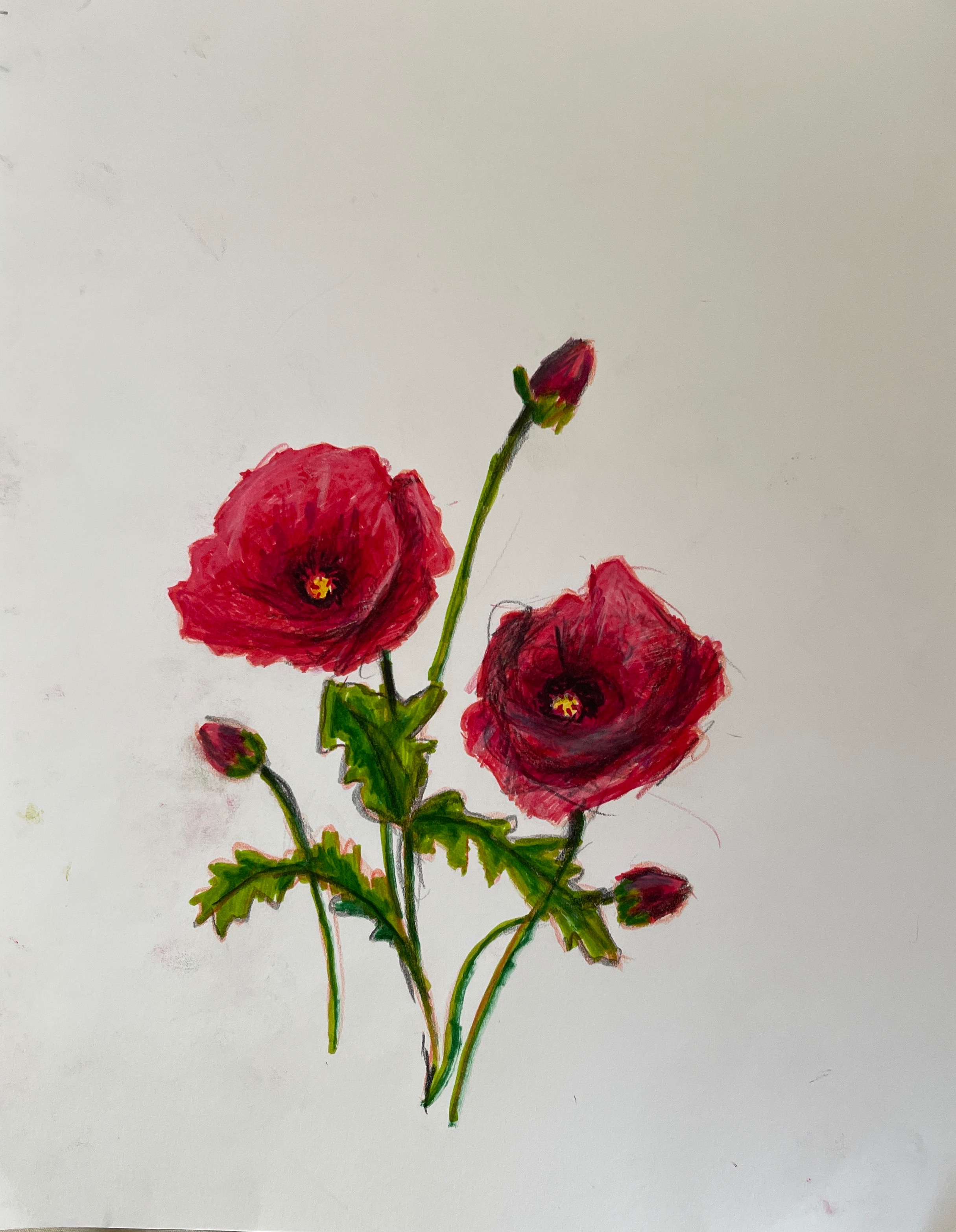 Poppy