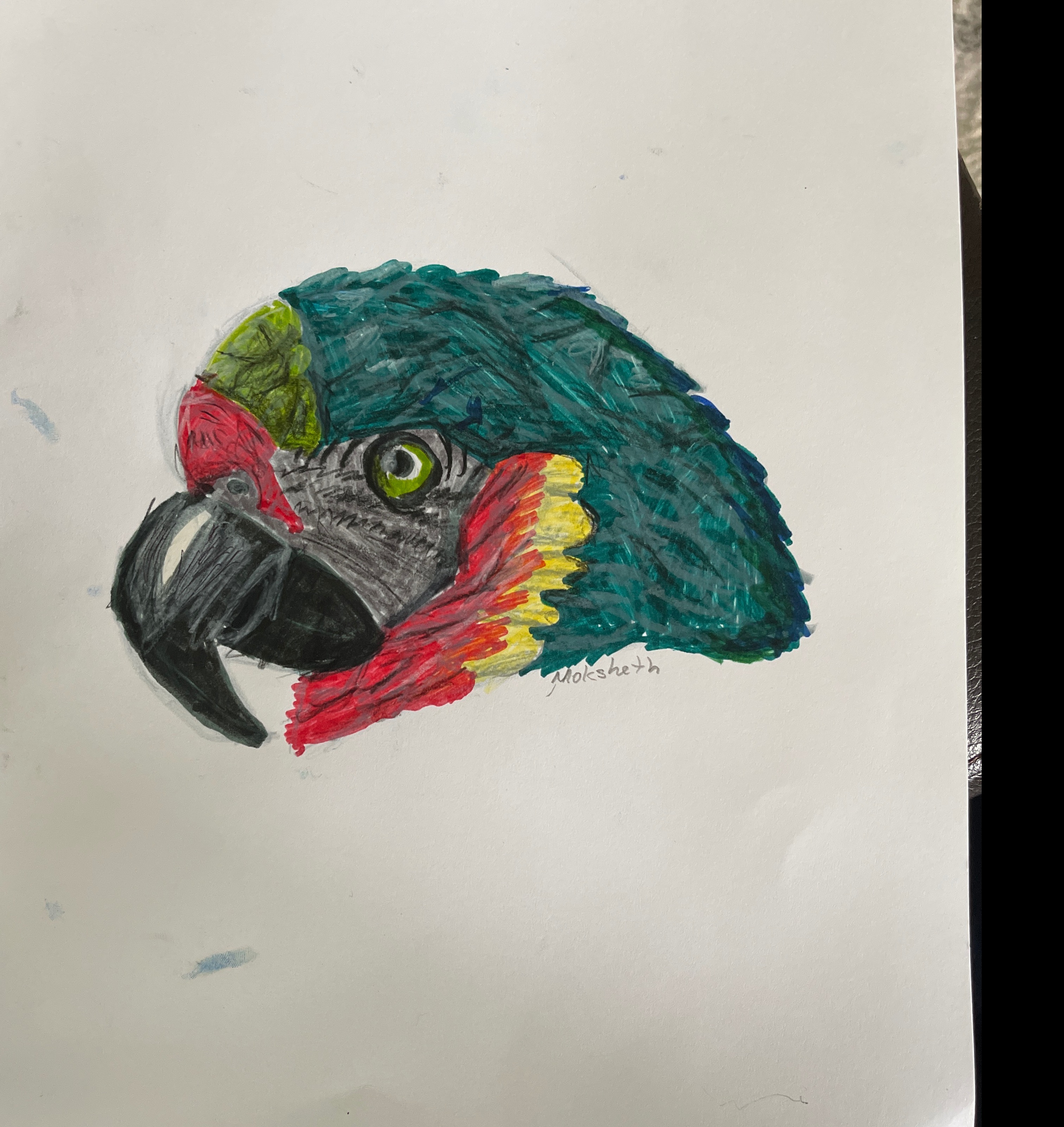 Colorful parrot head