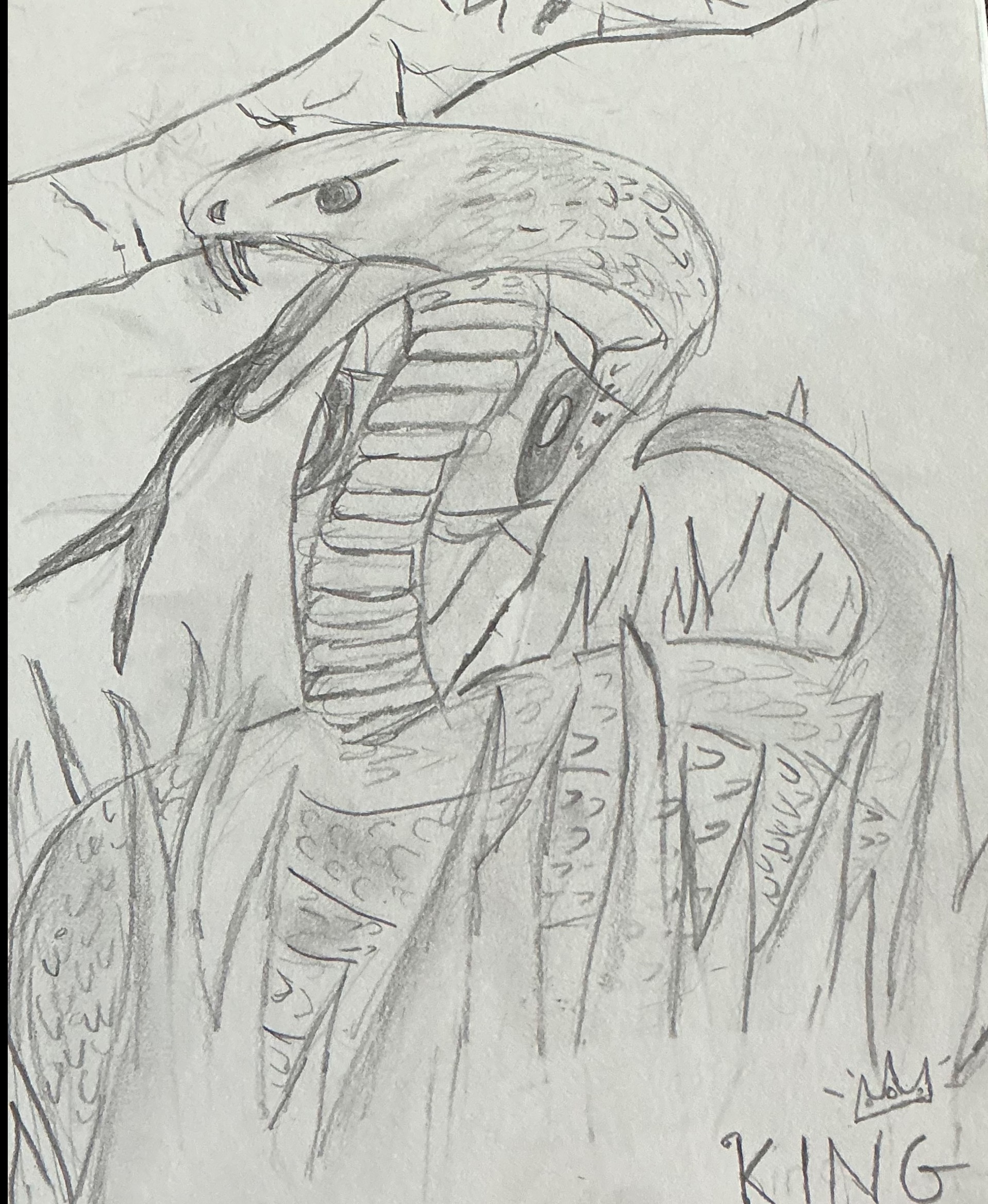 King cobra drawing