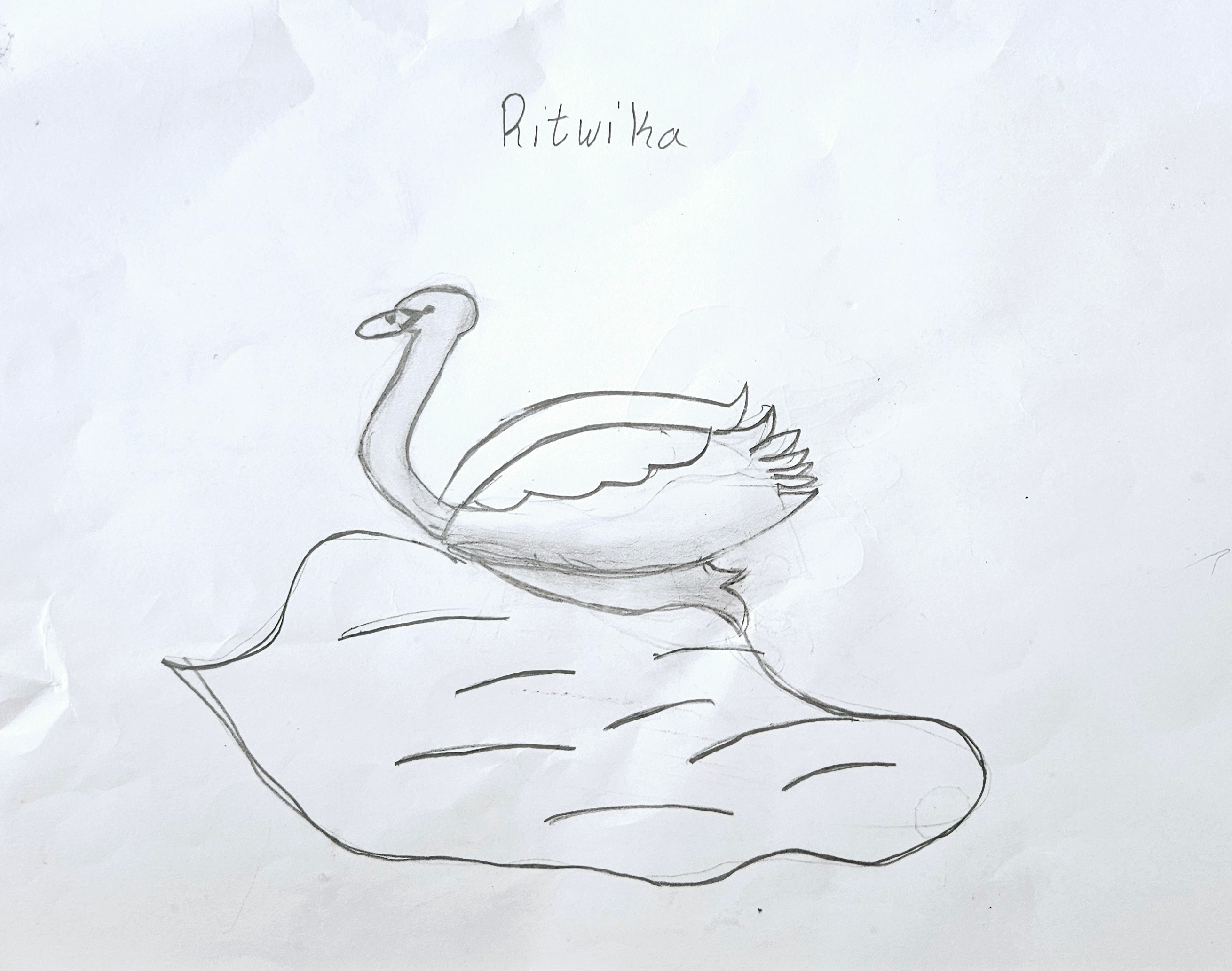 Swan drawing