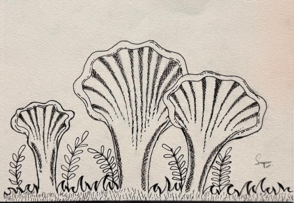 Cross Hatching - Mushroom