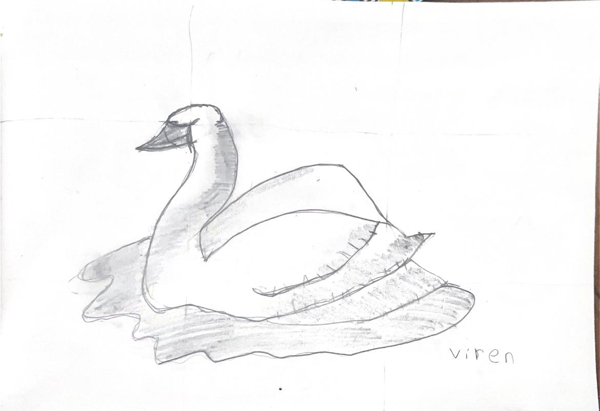 Swan
